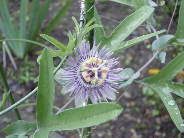 Passiflora mooreana 2006_0913